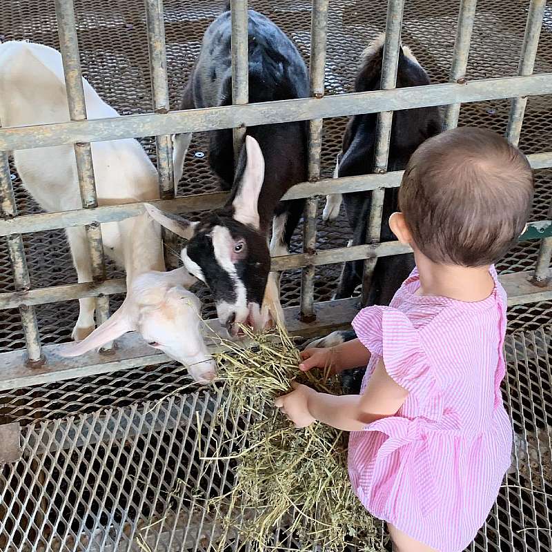 Hay Dairies Goat Farm Admission Ticket Family Bundle