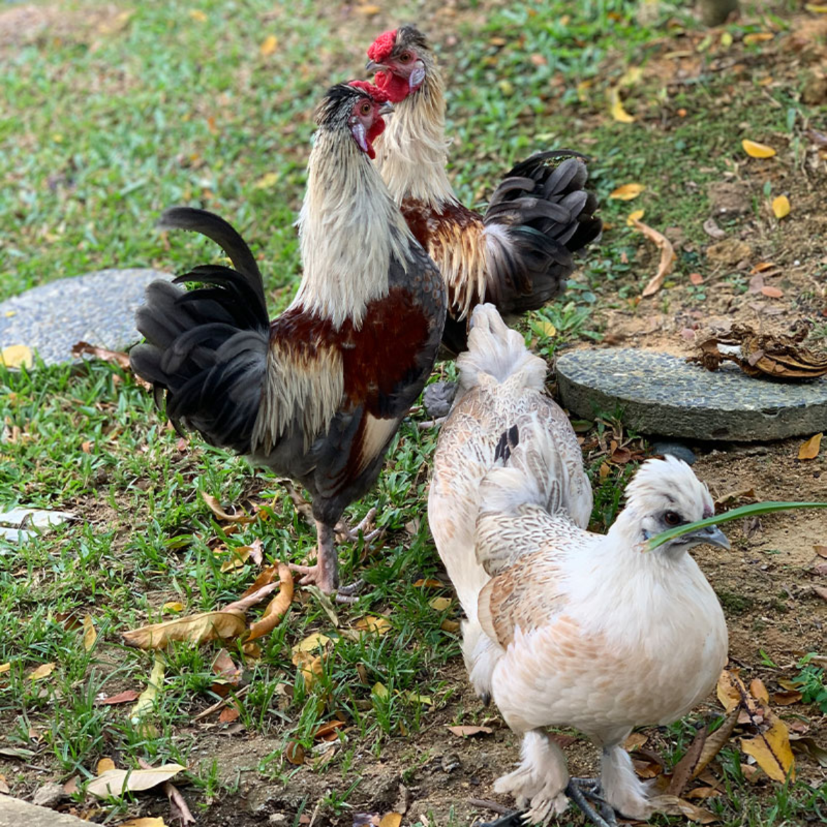 2D1N Rustic Farmstay at Talula Hill Farm Resort Kluang