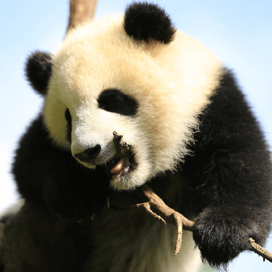 7D6N Explore Chengdu & Jiuzaigou (Group Tour)