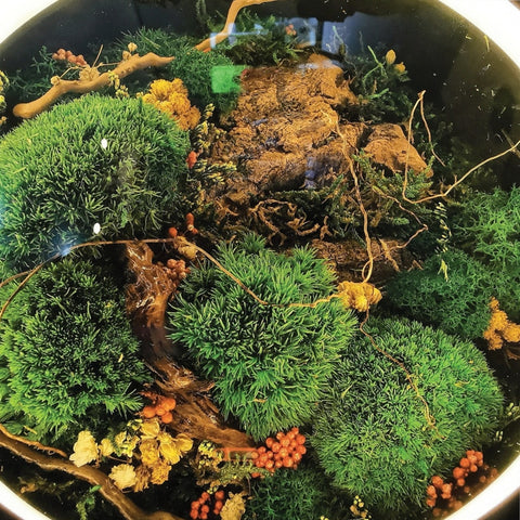 Nature Meets Light: Preserved Moss Mood Lamp Workshop for 2 pax