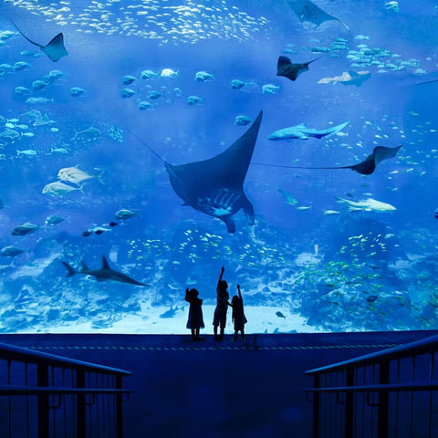 Singapore Oceanarium + Dolphin Connection [Non -Peak]